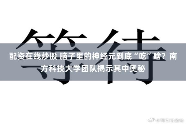 配资在线炒股 脑子里的神经元到底“吃”啥？南方科技大学团队揭示其中奥秘